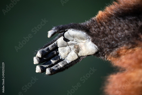 lemur monkey hand  close up shot