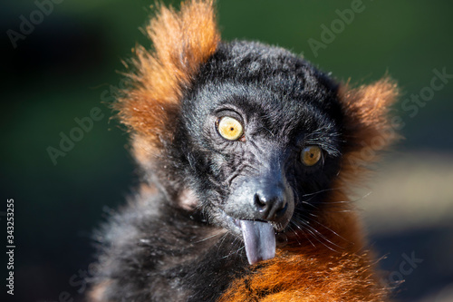 Red lemur in bright sunlight outdoors, close up shot