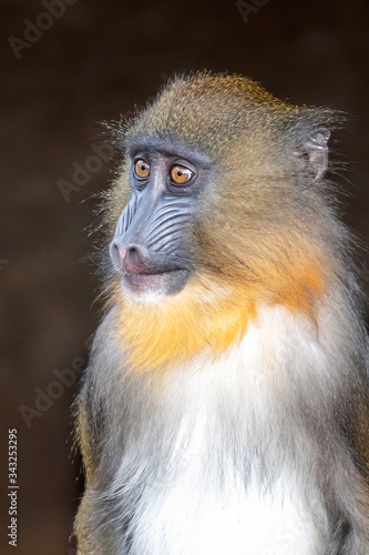 portrait view of mandrill primate outdoors