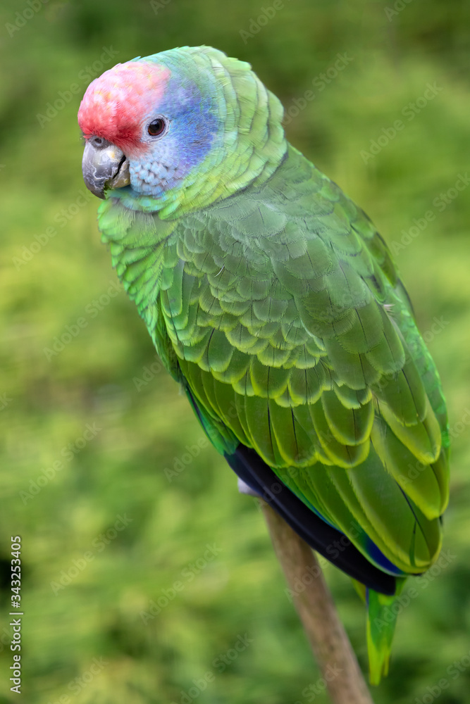 colorful parrot sitting on green bush