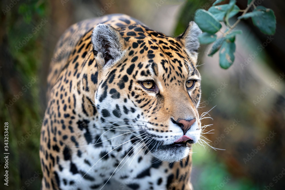 portrait of a jaguar in outdoor wild scene portrait of a jaguar in outdoor wild scene