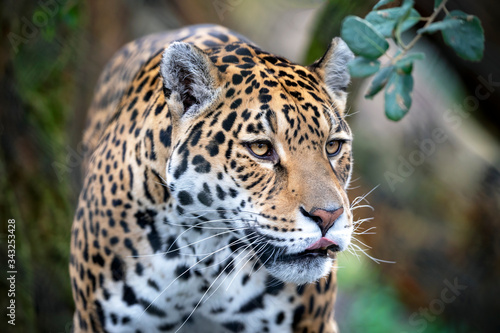 portrait of a jaguar in outdoor wild scene
