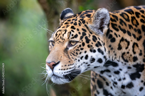 Fototapeta Naklejka Na Ścianę i Meble -  portrait of a jaguar in outdoor wild scene