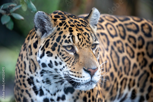Obraz na płótnie portrait of a jaguar in outdoor wild scene