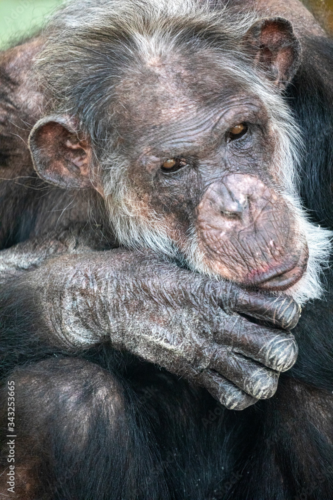 Portrait of cute chimpanzee, close up Portrait of cute chimpanzee, close up