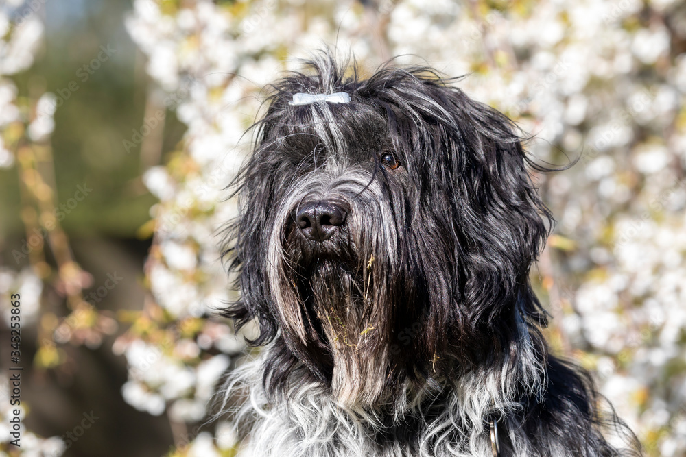 cute furry dog posing at camera outdoors cute furry dog posing at camera outdoors