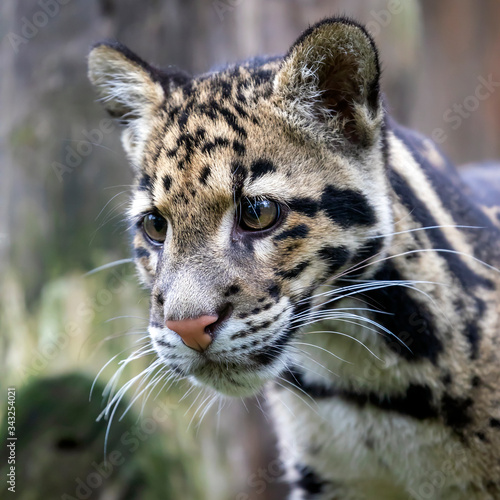 cute clouded leopard, close up portrait