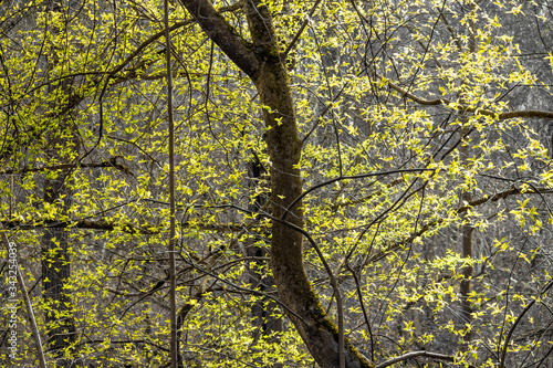 Bright green foliage on a gray ambient background. The beginning of spring vegetation of trees 