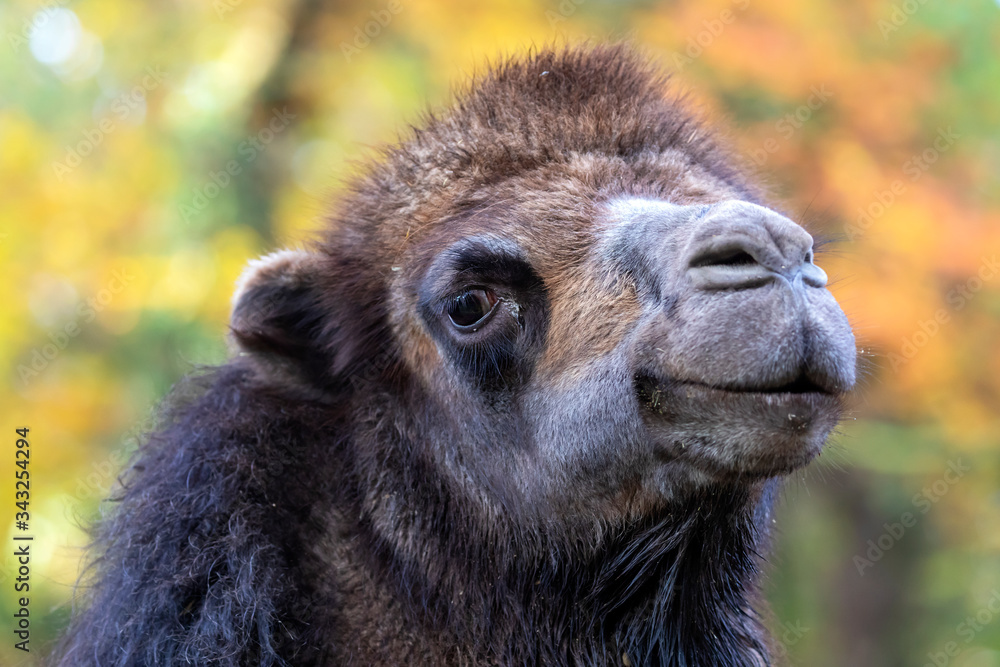 Fototapeta premium black camel head, close up shot