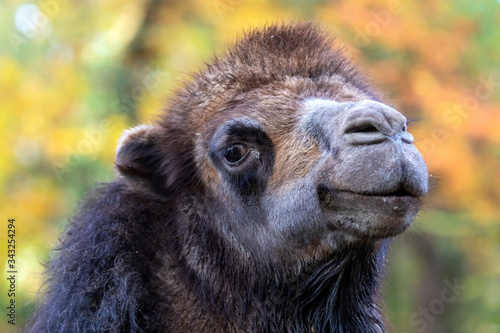 black camel head, close up shot
