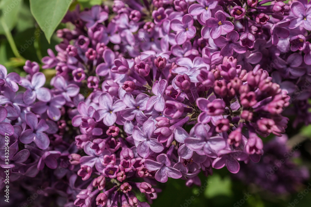 Lilac Syringa vulgaris