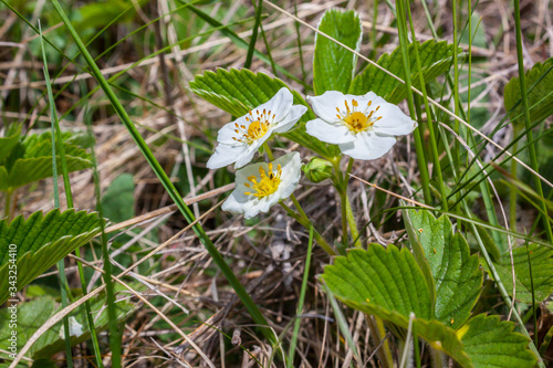 wild strawberry (Fragaria vesca)