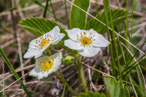 wild strawberry (Fragaria vesca)