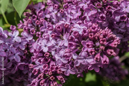 Lilac Syringa vulgaris