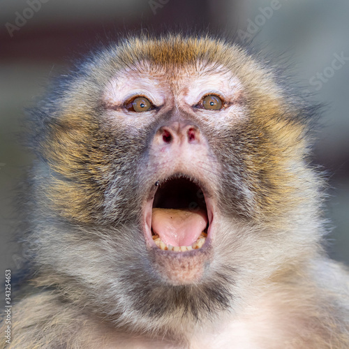 Photography funny monkey sitting in sunlight outdoors