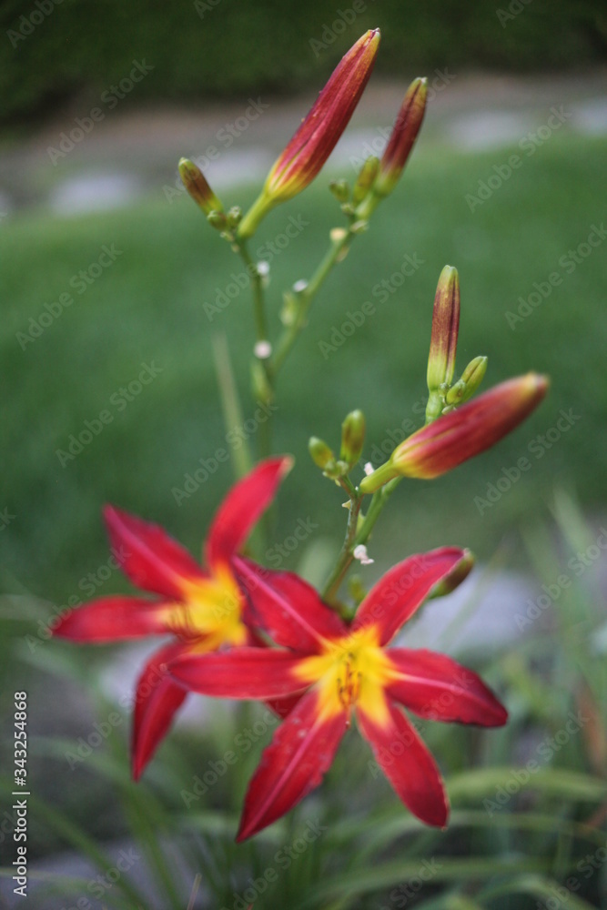 HOT PINK LILY, SEVERAL FLOWERS, FRESH, BLOOMING HOT PINK LILY, SEVERAL FLOWERS, FRESH, BLOOMING