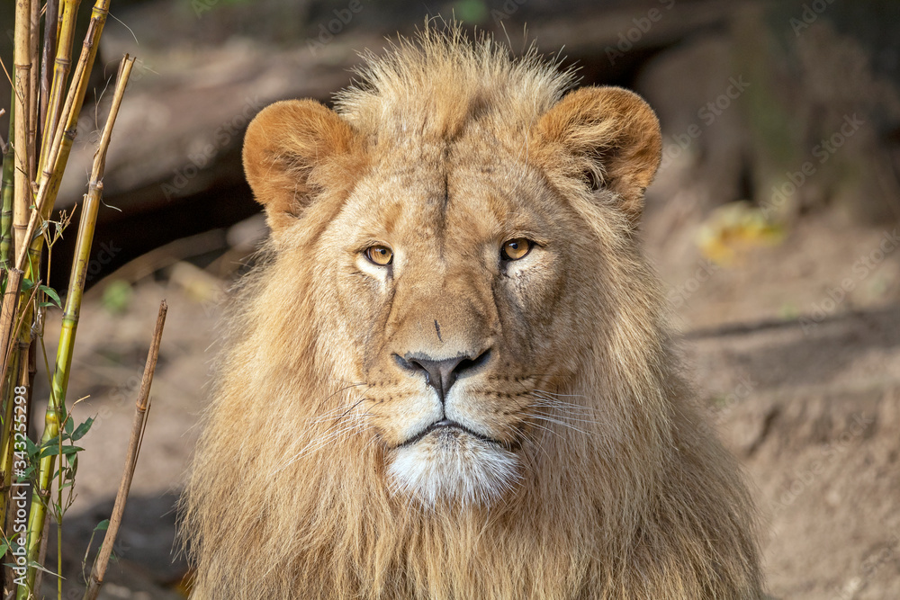 portrait of young male lion in natural habitat portrait of young male lion in natural habitat