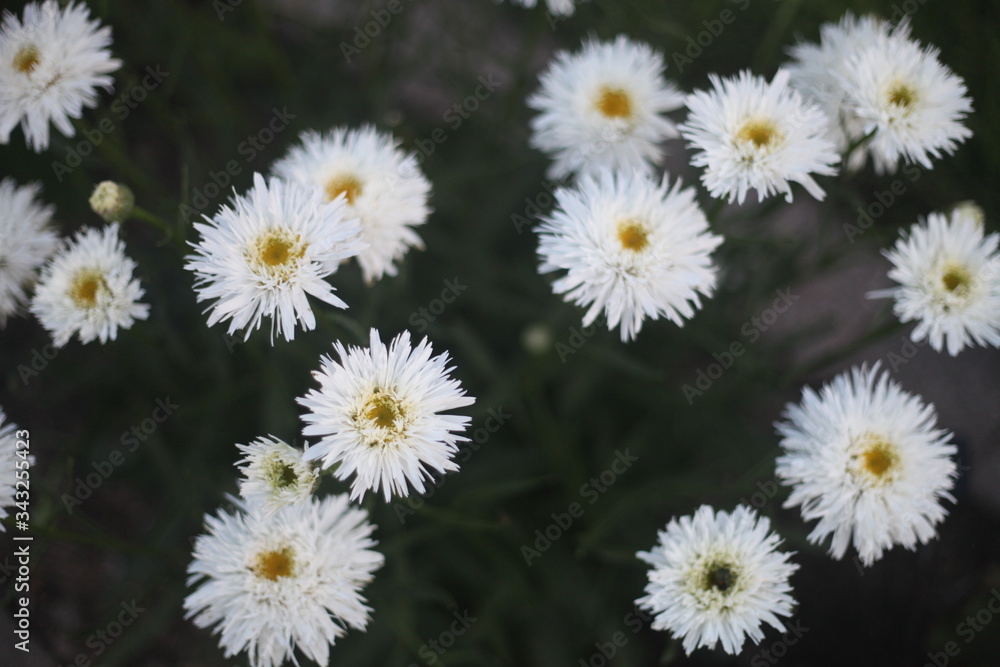 white daisies in a garden, GREEN LEAVES white daisies in a garden, GREEN LEAVES