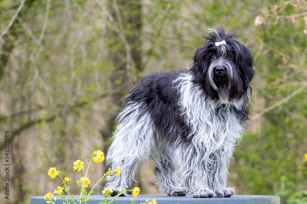 cute furry dog posing at camera outdoors