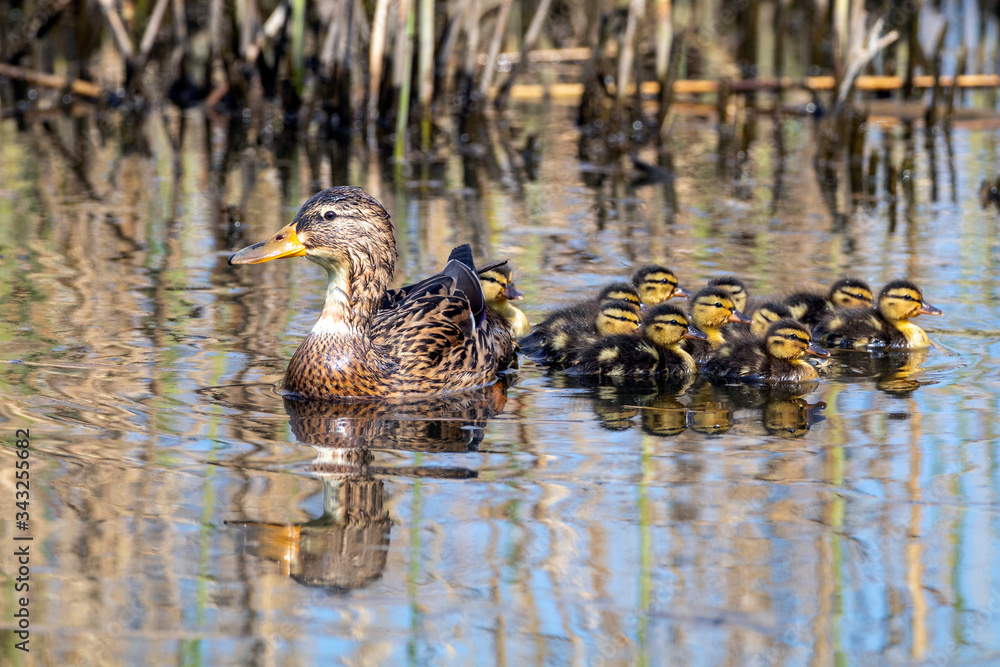 wild duck with ducklings on lake water wild duck with ducklings on lake water