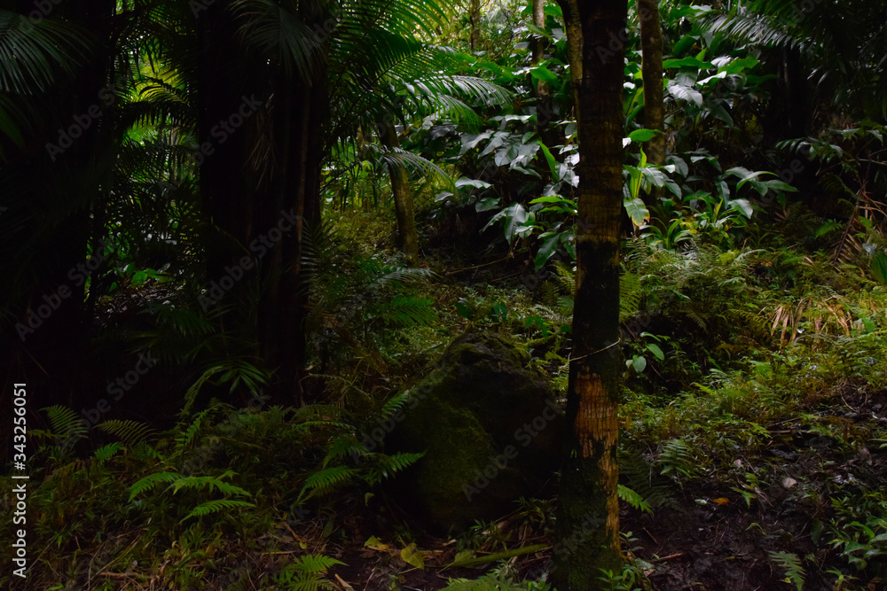 Fototapeta premium Hawaii O'ahu Rain Forest 