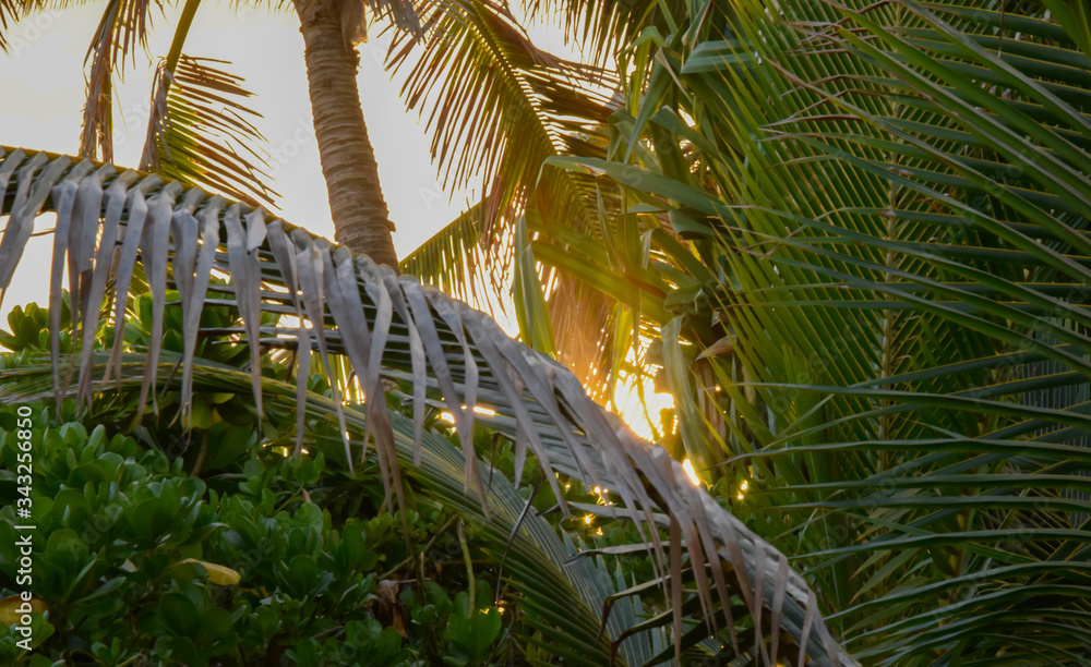 Naklejka premium Hawaii Beach Sunset with Palm Trees 
