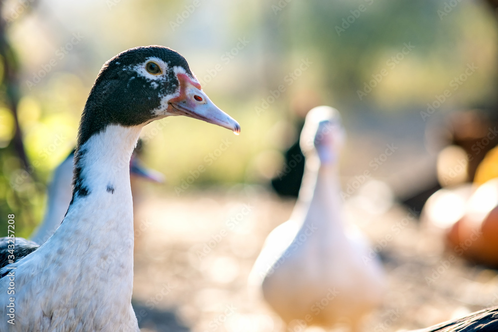 Detail of a duck head. Ducks feed on traditional rural barnyard. Close up of waterbird standing on barn yard. Free range poultry farming concept. Detail of a duck head. Ducks feed on traditional rural barnyard. Close up of waterbird standing on barn yard. Free range poultry farming concept.