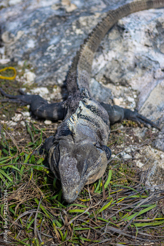 Iguana of Isla Mujeres