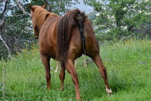 Foto Funny picture of Horse rear  side peeing yellow urine in green pasture