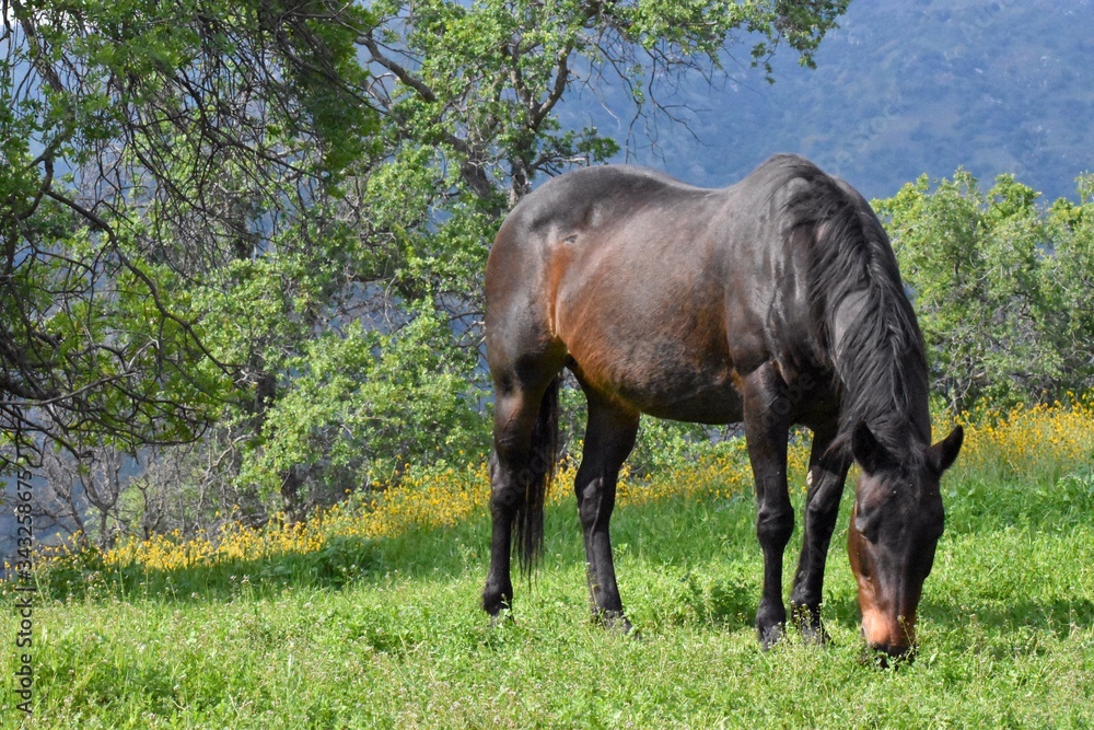 Beautiful Wild Horse grazing in meadow of grassy pasture and wildflowers Beautiful Wild Horse grazing in meadow of grassy pasture and wildflowers