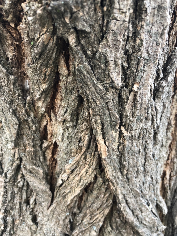 tree bark, wooden background with nature tree bark, wooden background with nature