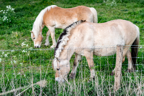 Two beige and brown horses close-up eat green grass on a fenced pasture in a nature park reserve.