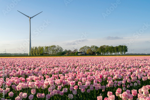 Close-up pink tulips on a floral spring field with a windmill and farm in the background.