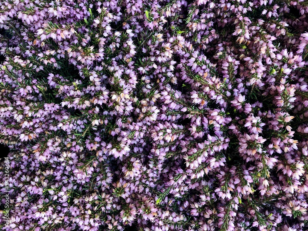 Obraz premium Erica Flower, Erica Flower Background