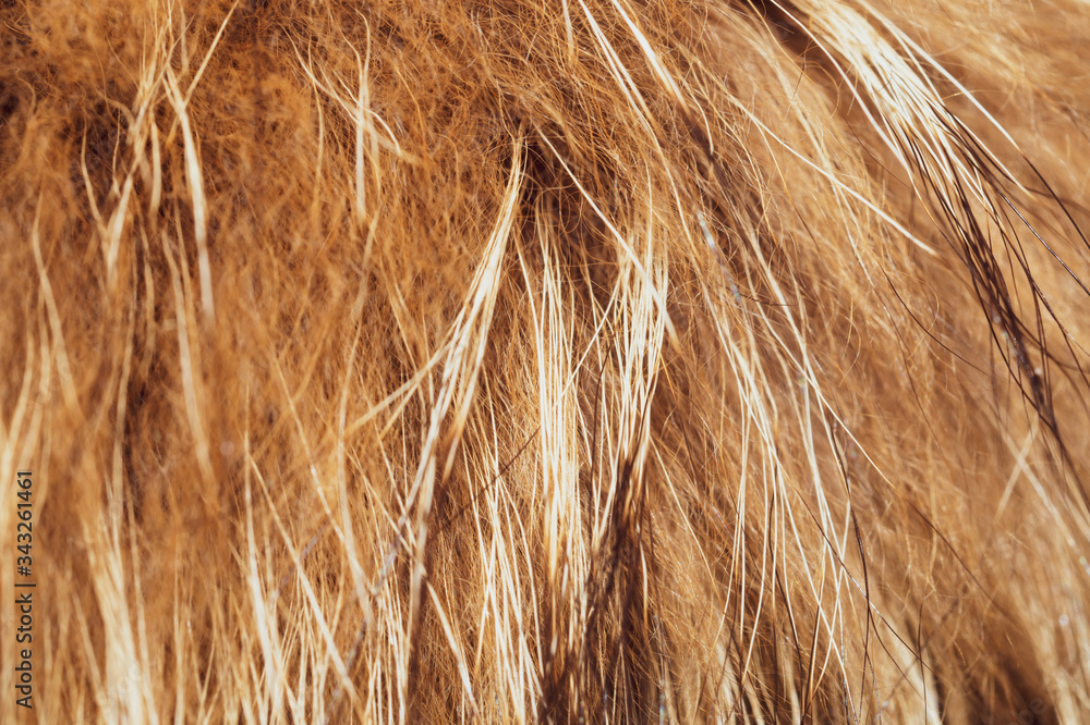 Fototapeta premium Brown fur fibers close up. abstract background of fluffy material
