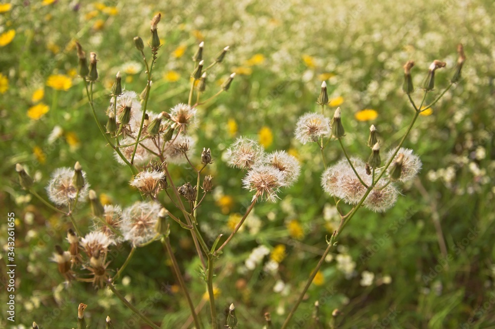 field of wild flowers field of wild flowers