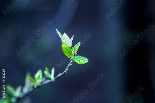 kidneys, screen, branch, april, spring