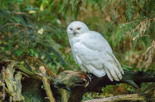 Snowy Owl ( Bubo scandiacus)