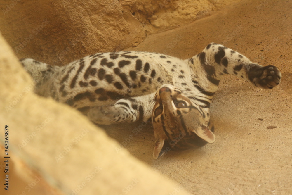 Obraz premium Ocelote