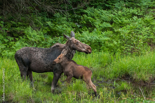 Cow Moose and calf  in swamp Algonquin Park Ontario Canada