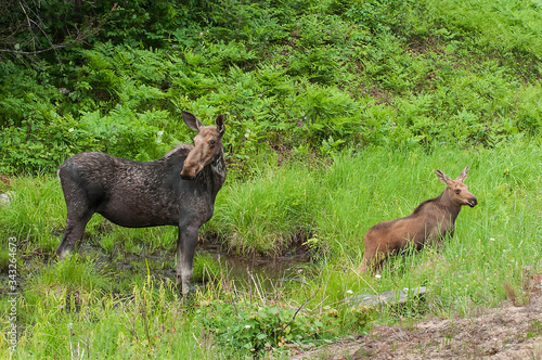 Cow Moose and calf in swamp Algonquin Park Ontario Canada