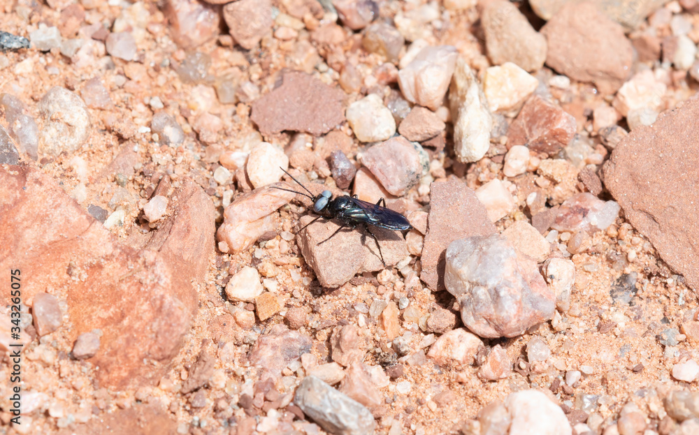 A Unique Looking Dryudella Wasp with Huge Blue Eyes and Long Black Antennae Perched on the Rocky Ground in Northern Colorado A Unique Looking Dryudella Wasp with Huge Blue Eyes and Long Black Antennae Perched on the Rocky Ground in Northern Colorado