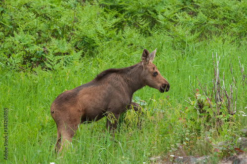 Moose calf in marsh Algonquin Park Ontario Canada