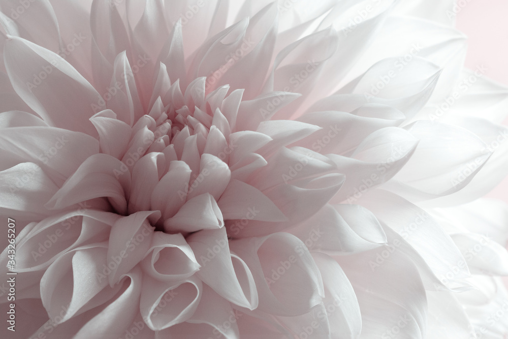 Background of white dahlia petals Background of white dahlia petals