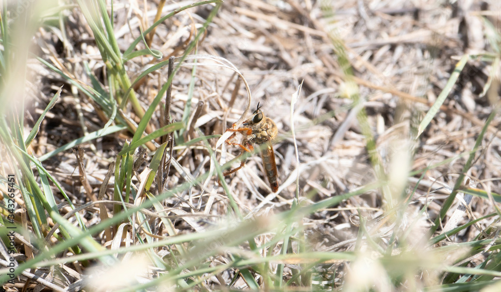 An Orange and Brown Large Robber Fly Tribe Stenopogonini (Member of Family Asilidae) Perched on Vegetation Waiting for Prey in Eastern Colorado. An Orange and Brown Large Robber Fly Tribe Stenopogonini (Member of Family Asilidae) Perched on Vegetation Waiting for Prey in Eastern Colorado.