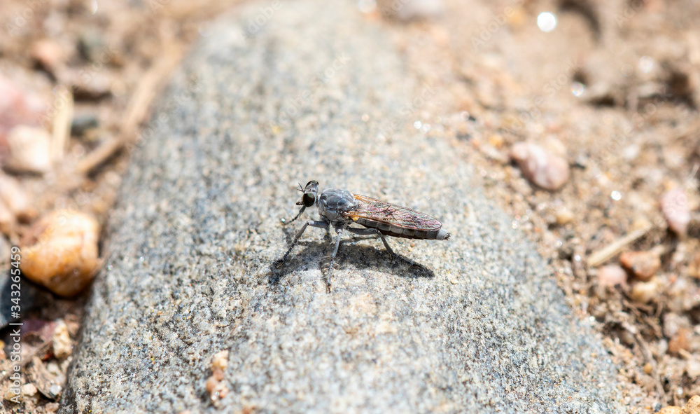 Three-banded Robber Fly (Stichopogon trifasciatus) Perched on a Rock Waiting for Prey in Northern Colorado Three-banded Robber Fly (Stichopogon trifasciatus) Perched on a Rock Waiting for Prey in Northern Colorado