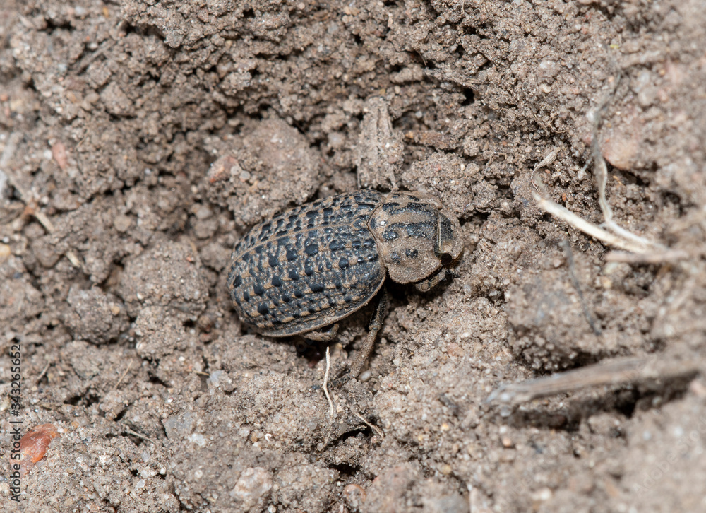 Hide Beetle (Omorgus) Camouflaged in Dirt in Eastern Colorado Hide Beetle (Omorgus) Camouflaged in Dirt in Eastern Colorado