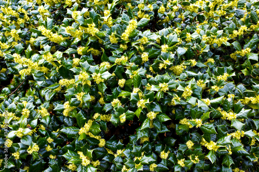 Obraz premium Spring Flowering Shrub