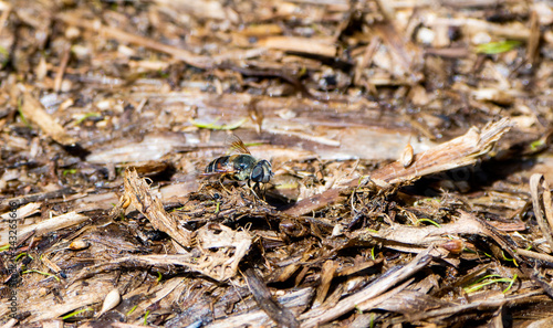 A Syrphid Hoover Fly Perched on the Ground in Dense Decaying Matter in Northern Colorado © RachelKolokoffHopper