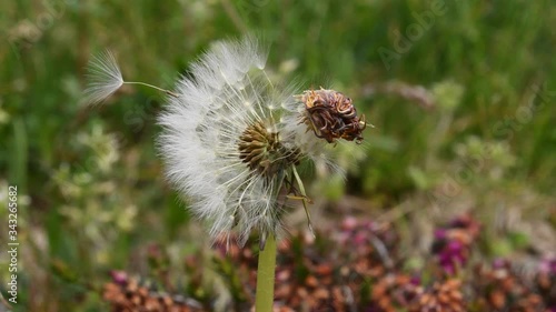 The breeze detaches the dandelion flowers and takes them away photo